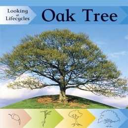 Oak Tree (Looking at Lifecycles), Huseby, Victoria