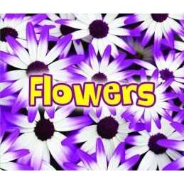 All About Flowers (All About Plants), Claire Throp