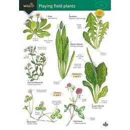 Playing Field Plants (FSC Mini Projects ... by Farley, Rebecca Other book format