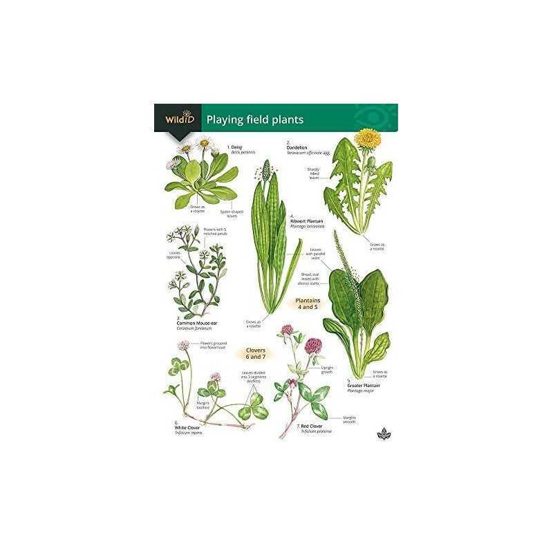 Playing Field Plants (FSC Mini Projects ... by Farley, Rebecca Other book format