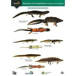 Guide to the Reptiles and Amphibians of B... by Roberts, Peter Sheet map, folded