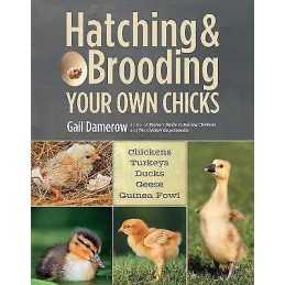 Hatching & Brooding Your Own Chicks - 9781612120140