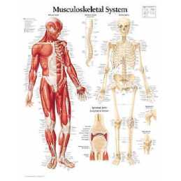 Musculoskeletal System Paper Poster - 9781930633322