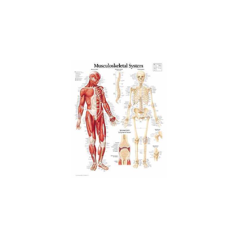 Musculoskeletal System Paper Poster - 9781930633322