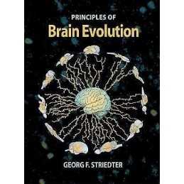 Brain Evolution - 9780878938209